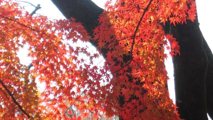 京都府立植物園に紅葉見に行ってきました。
