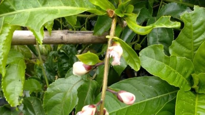一夜限りの花