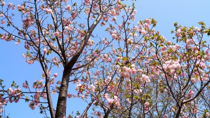 三ッ池公園の桜2023⑦