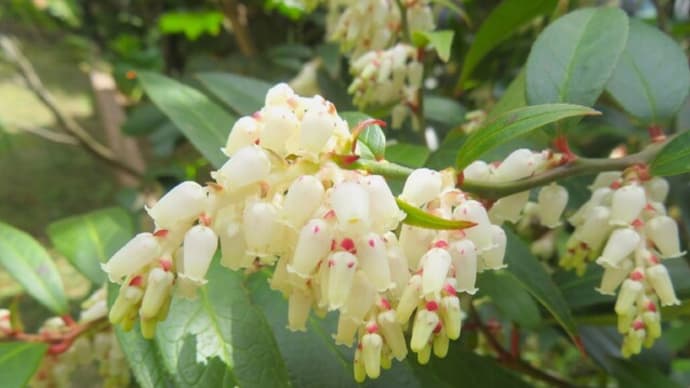 ご報告&今更ながら4月下旬の花
