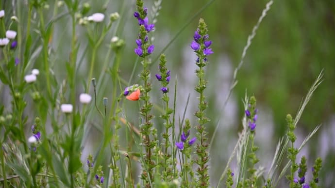 道端の花〜キキョウソウとナガミヒナゲシ