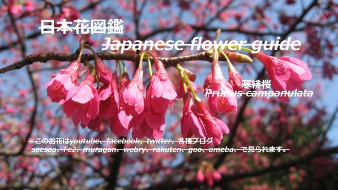青空に冬の桜?!Winter cherry blossoms in the blue sky?!!