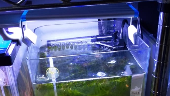 楊貴妃メダカ水槽の水草の間引き