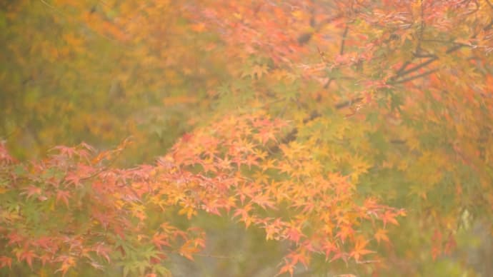 274 冬紅葉の谷戸