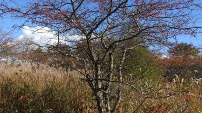 高ボッチ高原・鉢伏山の植物　ズミ（酢実）の梨状果（なしじょうか）