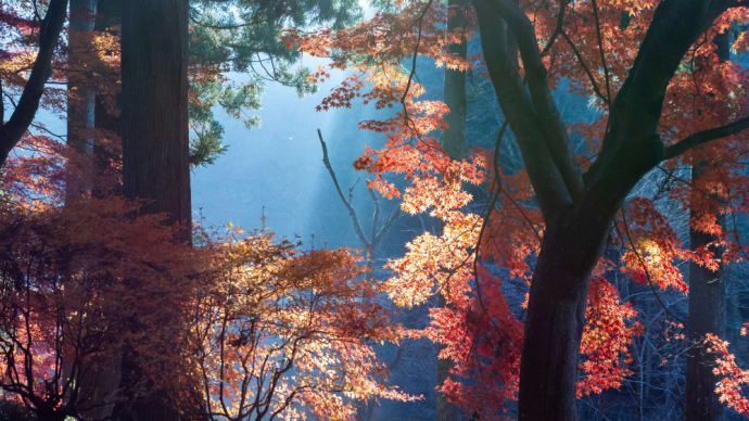 金蔵院・鑁阿寺の紅葉