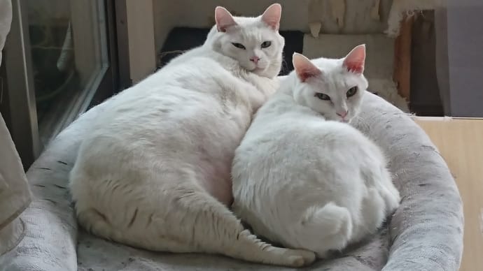 ハッシュタグ 太った猫 Goo Blog Gooブログ ハッシュタグ 太った猫 Goo Blog Gooブログ