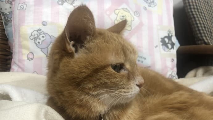 ウラン 赤ちゃん返り