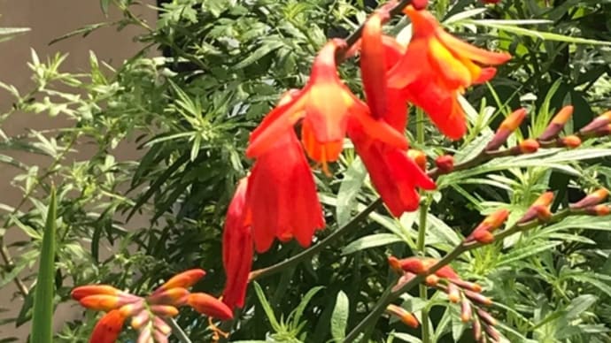 庭の花 【 ヒメヒオウギズイセン 】