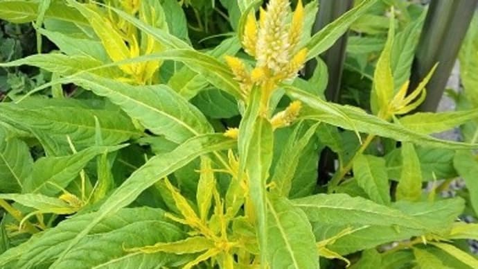黄色の鶏頭の穂・・・が出てきました～～！
