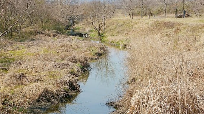 春の浅羽ビオトープ・・・鶴舞川の畔で・・・縦縞の小鳥・・・ビンズイに遇った