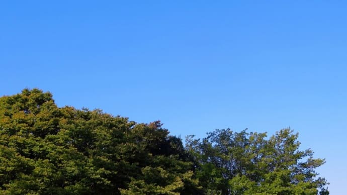 おけさ柿が売っていた~♪