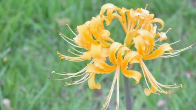 黄色の彼岸花を探して