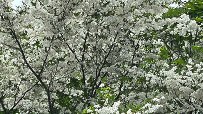 山小屋の散歩路は白い花が咲いています！