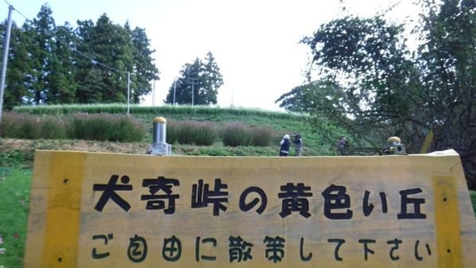 黄色い丘のアサギマダラ♪(10月8日)