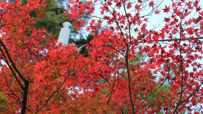 七五三の記念撮影に、武田神社+1ポーズ📷✨