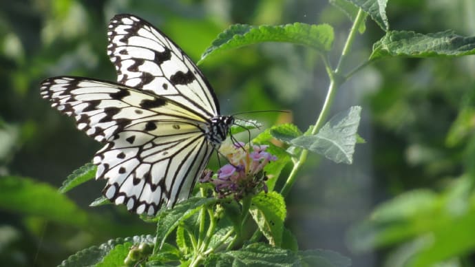 オオゴマダラ🦋リュウキュウアサギマダラ