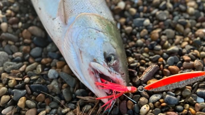 待ちに待った鮭釣り開幕戦！釣果はいかに(^^)