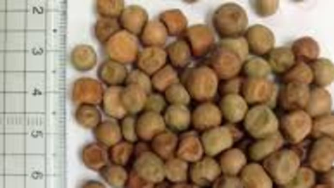 あれってそれってどんな種類だったっけ ~ 飼料用エンドウ豆の品種