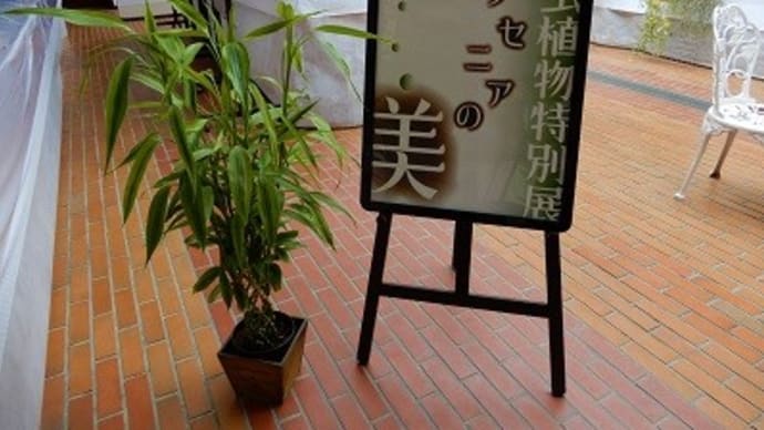 食虫植物