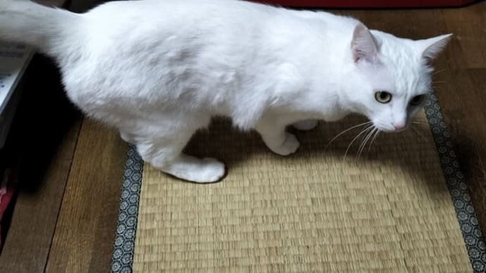 白猫のんちゃん　畳でゴロリン