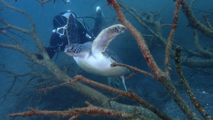 大瀬崎でカメ発見