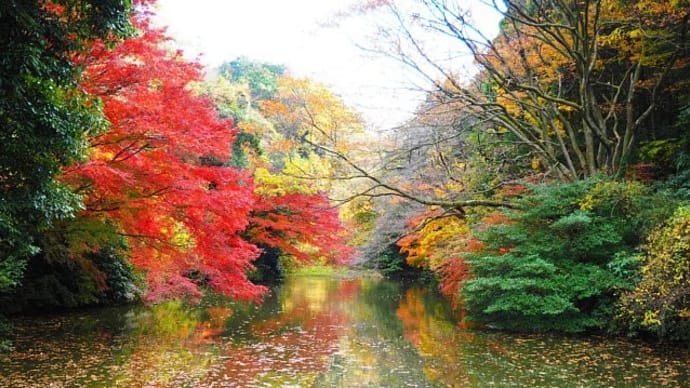 瀬上市民の森の紅葉