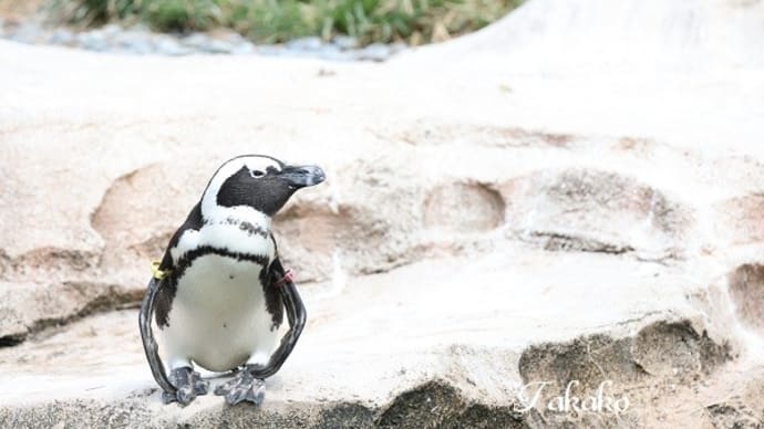 ファイティングペンギン
