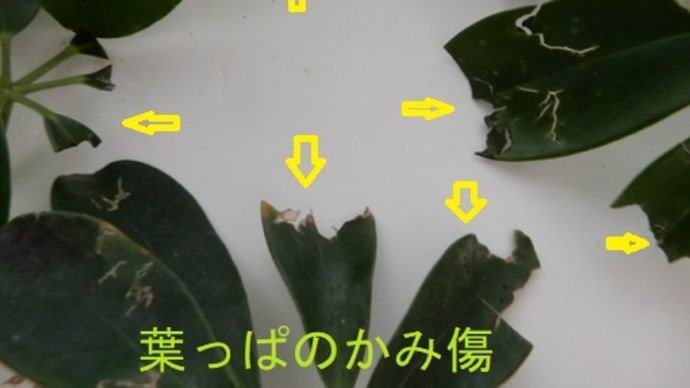 猫ニーナお前もか!。カポックを食べた・