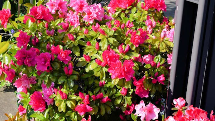 我が家の花日誌-5月のバラとツツジ
