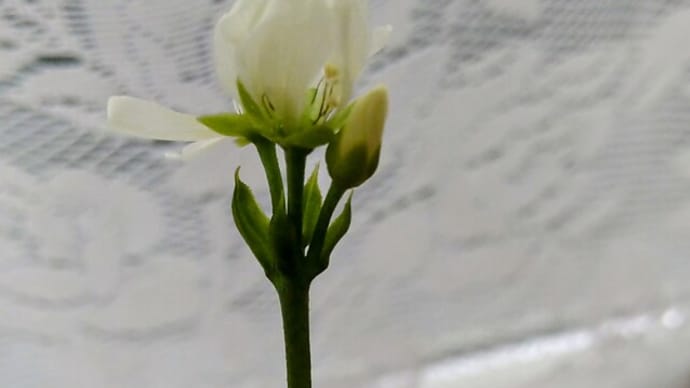 ハエトリソウの２つ目の花