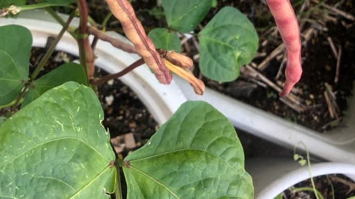 日記 栽培の野菜たち