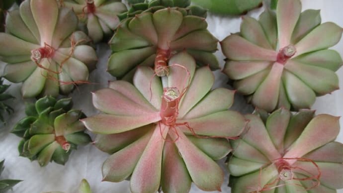 2021☆春の植替え☆ローズクイーン&大和錦