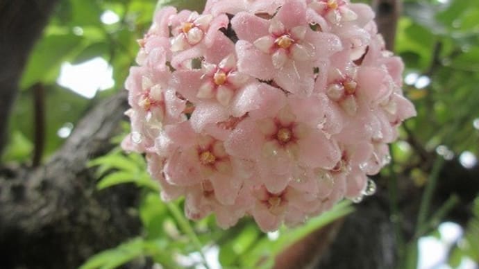 ホヤ・桜ラン2種 カルノーサ コンパクタ&ヘウスケリアナ イエロー