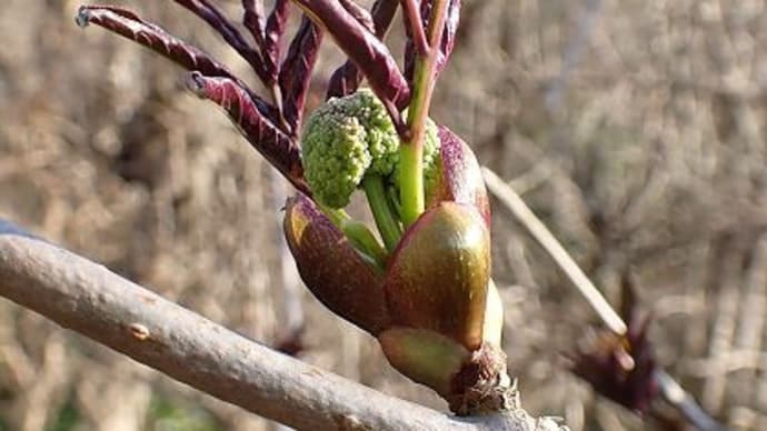 2月最後の教室 ウグイス歌いだす