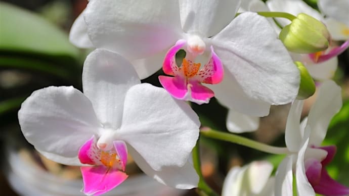朝日を浴びるコチョウランの花