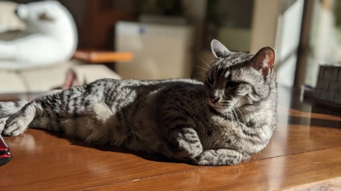 お母さんの一番好きな写真と毎日の献立とお弁当