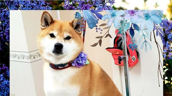 🐕 安心してください❕❕ 見付けてますよ❕❕❕ 🍩🍪