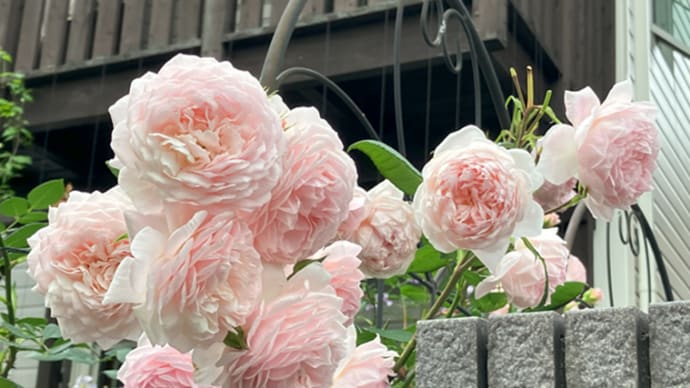 母の行事の合間に花散策