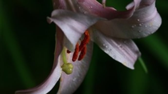 ささ百合～探しに行きました♪