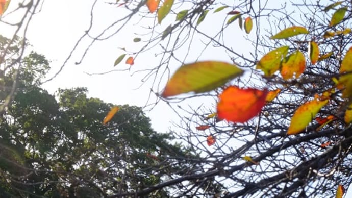 Autumn Leaves　🍂🎶