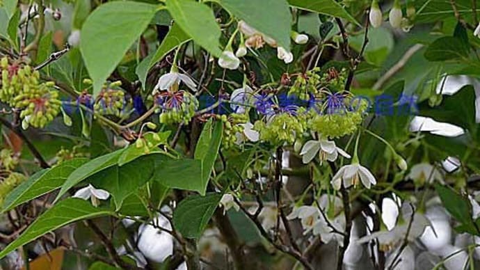 エゴノキの花と共演、ハマサルトリイバラの花