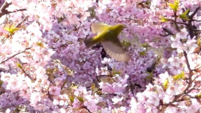 咲き誇る河津桜　メジロ