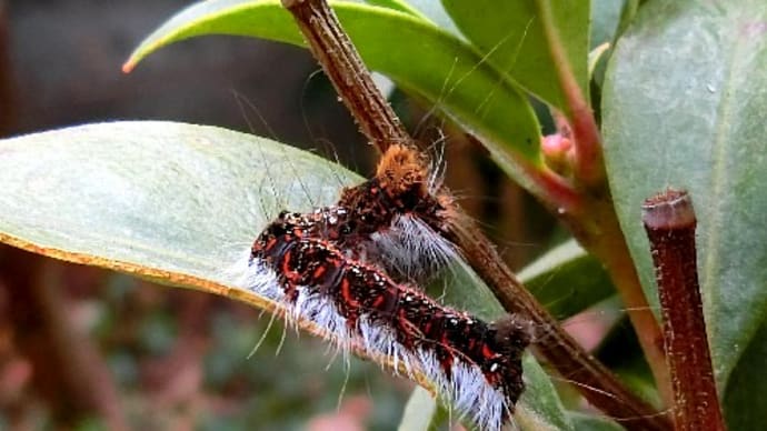 今の時期は昆虫は殆ど見掛けません、キバラケンモン、ワタフキカイガラムシ、他