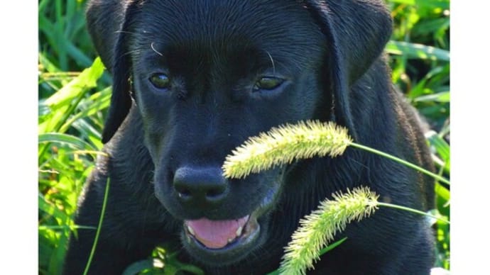 ☆☆☆ 今日、子犬の新たな巣立ちあり...