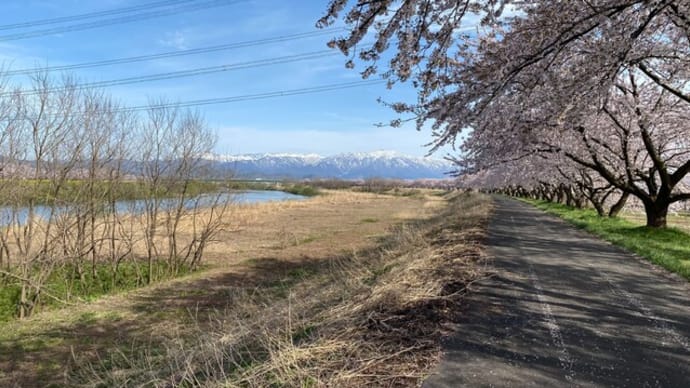 加治川の堤防と治水記念公園のサクラもどうぞ