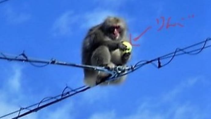 電線に登っている猿。。