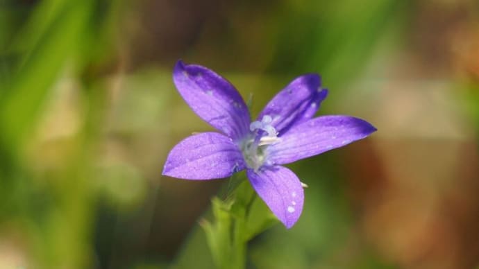 近所の散策で出会った花々