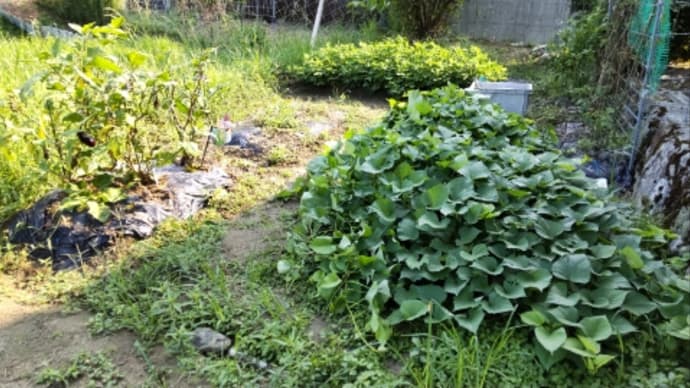 落花生の土寄せした。
