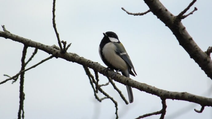 野鳥がたくさん‼　種松山（倉敷市）